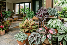 15 Tanaman Hias Daun Paling Indah untuk Dekorasi Rumah Modern, Estetik dan Mudah Dirawat