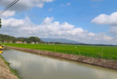 Sawah di Padaherang Kabupaten Pangandaran Justru Subur Saat Kemarau, Petani Bersiap Sambut Panen Raya