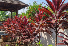 Hanjuang Merah Kembali Dilirik! Tanaman Hias Klasik Yang Cantik, Tahan Cuaca, dan Sarat Manfaat