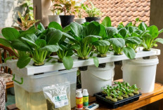 Cara Praktis Tanam Pakcoy Hidroponik di Rumah, Cocok untuk Pemula yang Ingin Panen Cepat