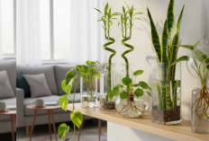 5 Tanaman Hias Media Air di Rumah, Dekorasi Minimalis yang Cantik, Praktis, dan Bikin Ruangan Lebih Hidup