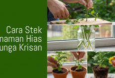 Nggak Perlu Ribet, Begini Cara Stek Tanaman Hias Krisan Agar Cepat Tumbuh dan Akarnya Kuat